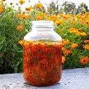calendula-bio-jardins-de-bioflore (1).webp