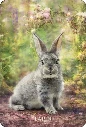 L-Oracle-des-Animaux-de-Lumiere2.webp
