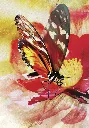 Oracle-Meages-des-papillons-Affirmations-positives-des-creatures-ailees.webp