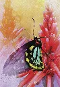Oracle-Meages-des-papillons-Affirmations-positives-des-creatures-ailees (2).webp