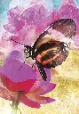 Oracle-Meages-des-papillons-Affirmations-positives-des-creatures-ailees (8).webp