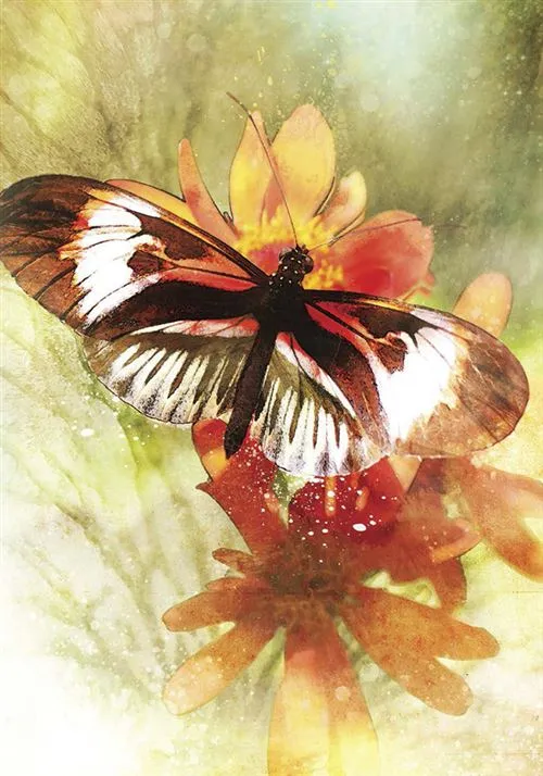 Oracle-Meages-des-papillons-Affirmations-positives-des-creatures-ailees (6).webp