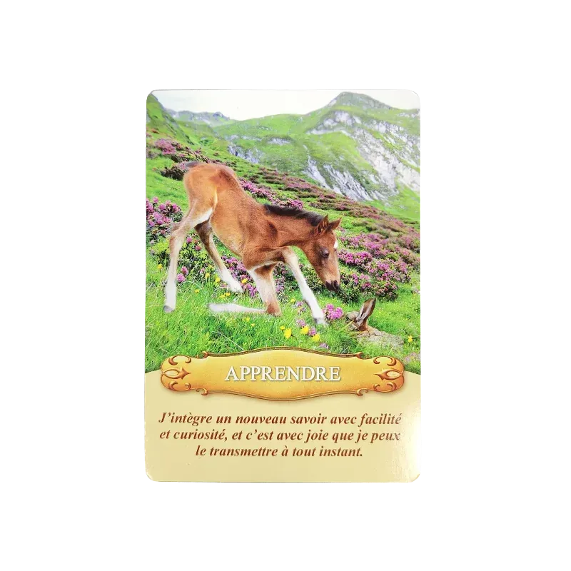 communiquer-avec-les-chevaux-coffret (4).webp