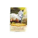 communiquer-avec-les-chevaux-coffret.webp