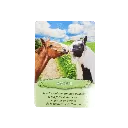 communiquer-avec-les-chevaux-coffret (3).webp
