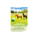 communiquer-avec-les-chevaux-coffret (1).webp