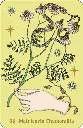 Herbarium-oracle (7).webp