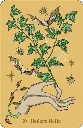 Herbarium-oracle (2).webp