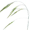 WILDOA-1.webp