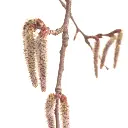 ASPEN1.webp