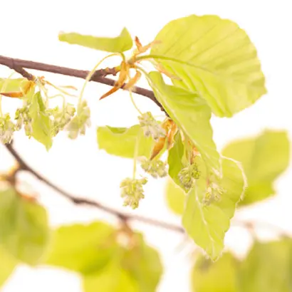 BEECH.webp