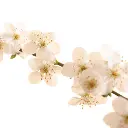 CHERRY1.webp