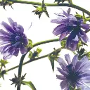 CHICORY.webp