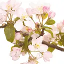 CRABAP.webp