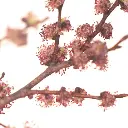 ELM11.webp