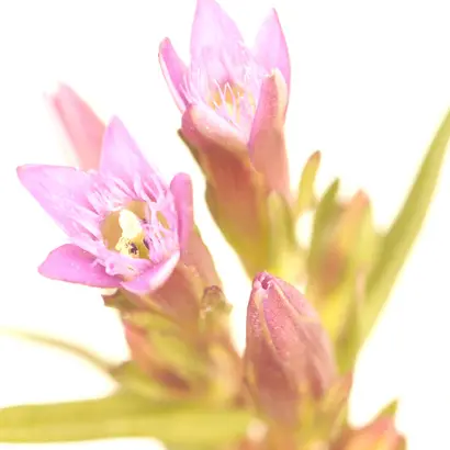GENTIAN1.webp