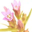 GENTIAN1.webp
