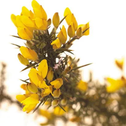 GORSE.webp