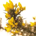 GORSE.webp