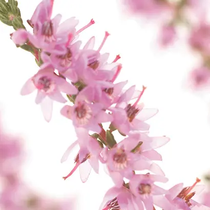 HEATHER.webp