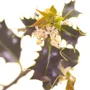 HOLLY.webp