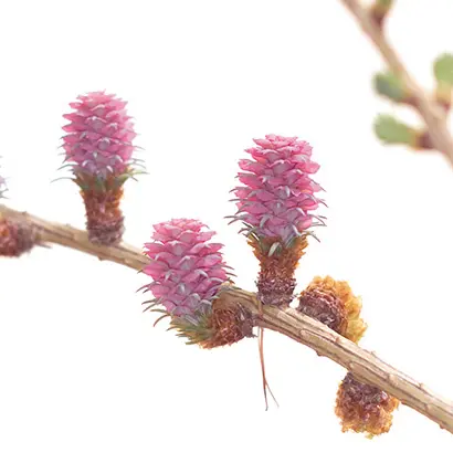LARCH1.webp