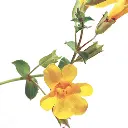 MIMULUS.webp