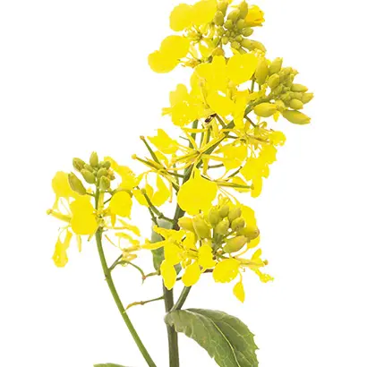 MUSTARD.webp