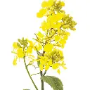 MUSTARD.webp