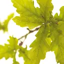 OAK.webp