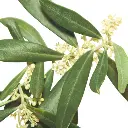 OLIVE.webp