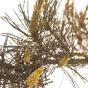 pine.webp
