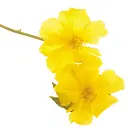 ROCKRO.webp