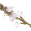 VERVAIN.webp