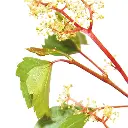 VINE.webp