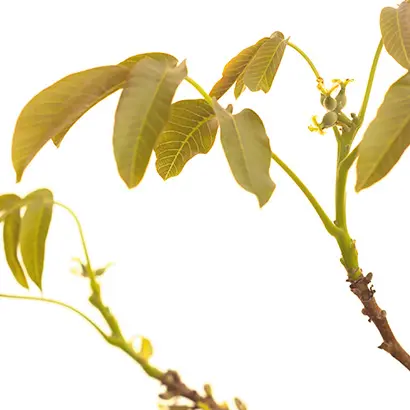 WALNUT.webp