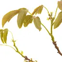 WALNUT.webp