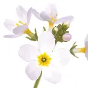 WATERV.webp