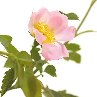 WILDRO.webp