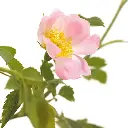 WILDRO.webp
