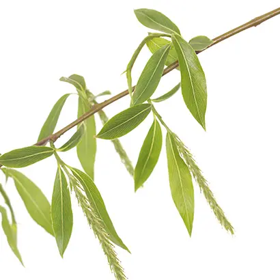 WILLOW.webp