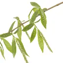 WILLOW.webp