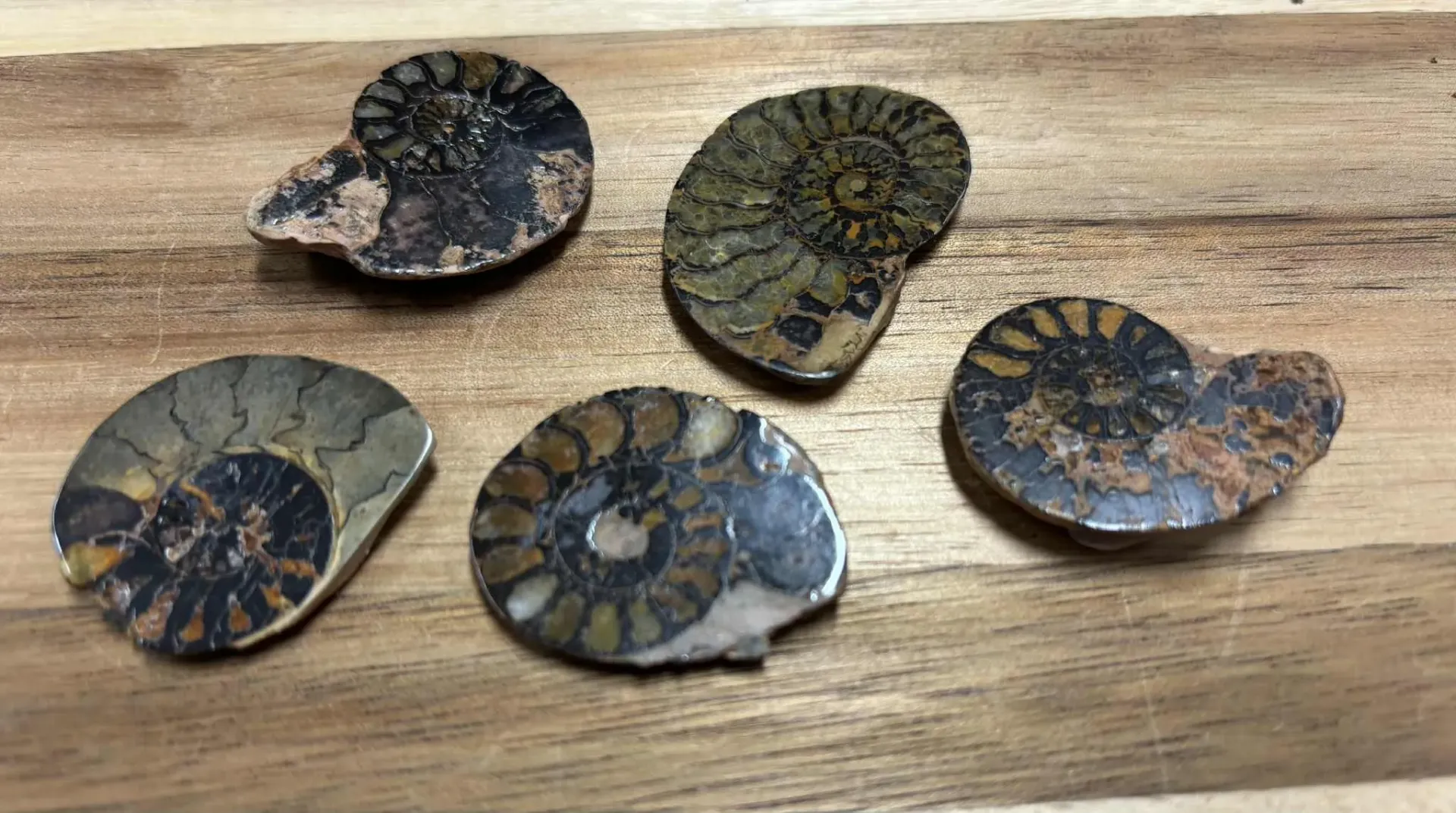 Ammonite
