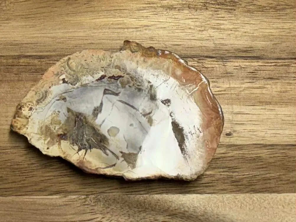 Bois fossile tranche