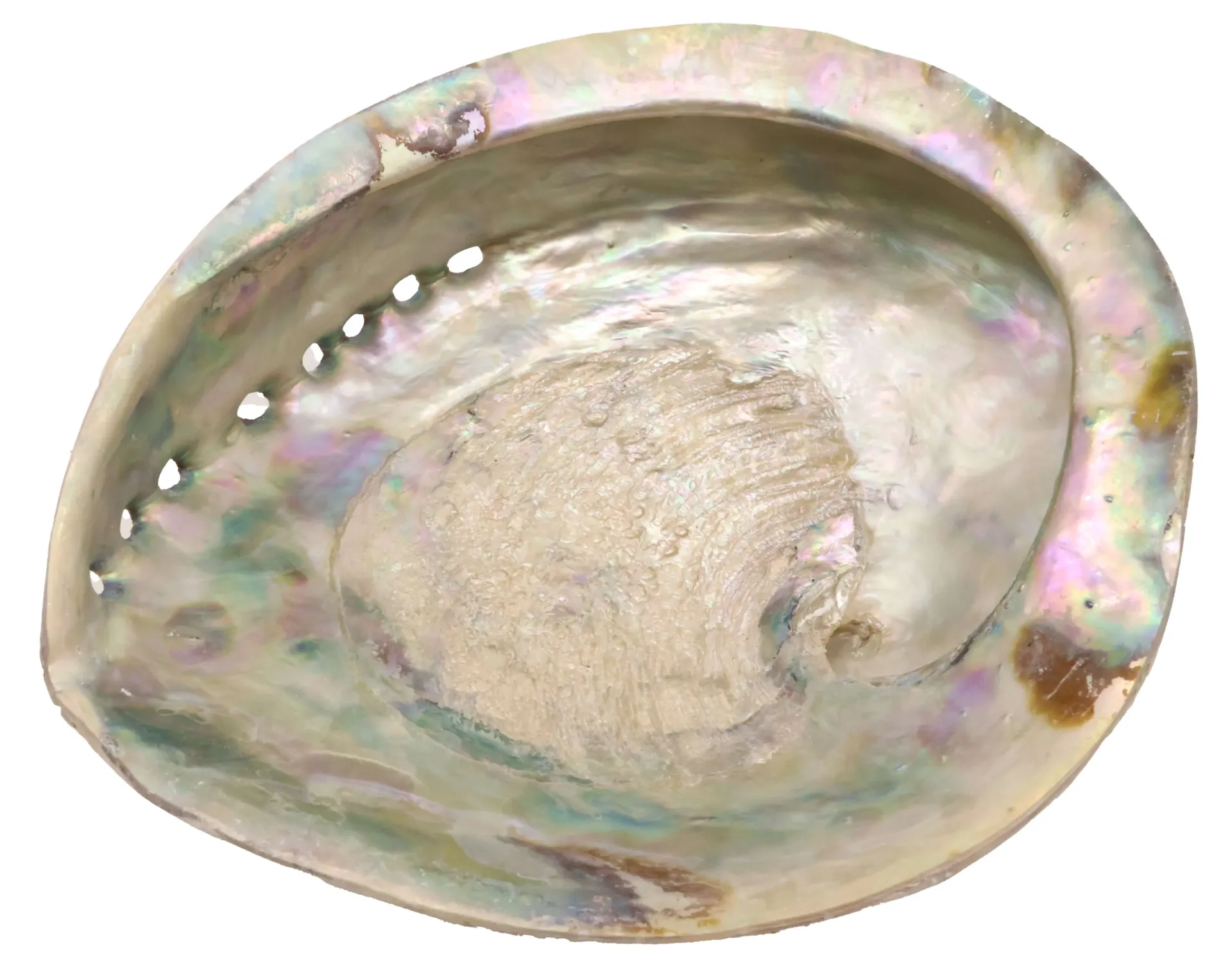 Coquille d'Ormeau naturelle