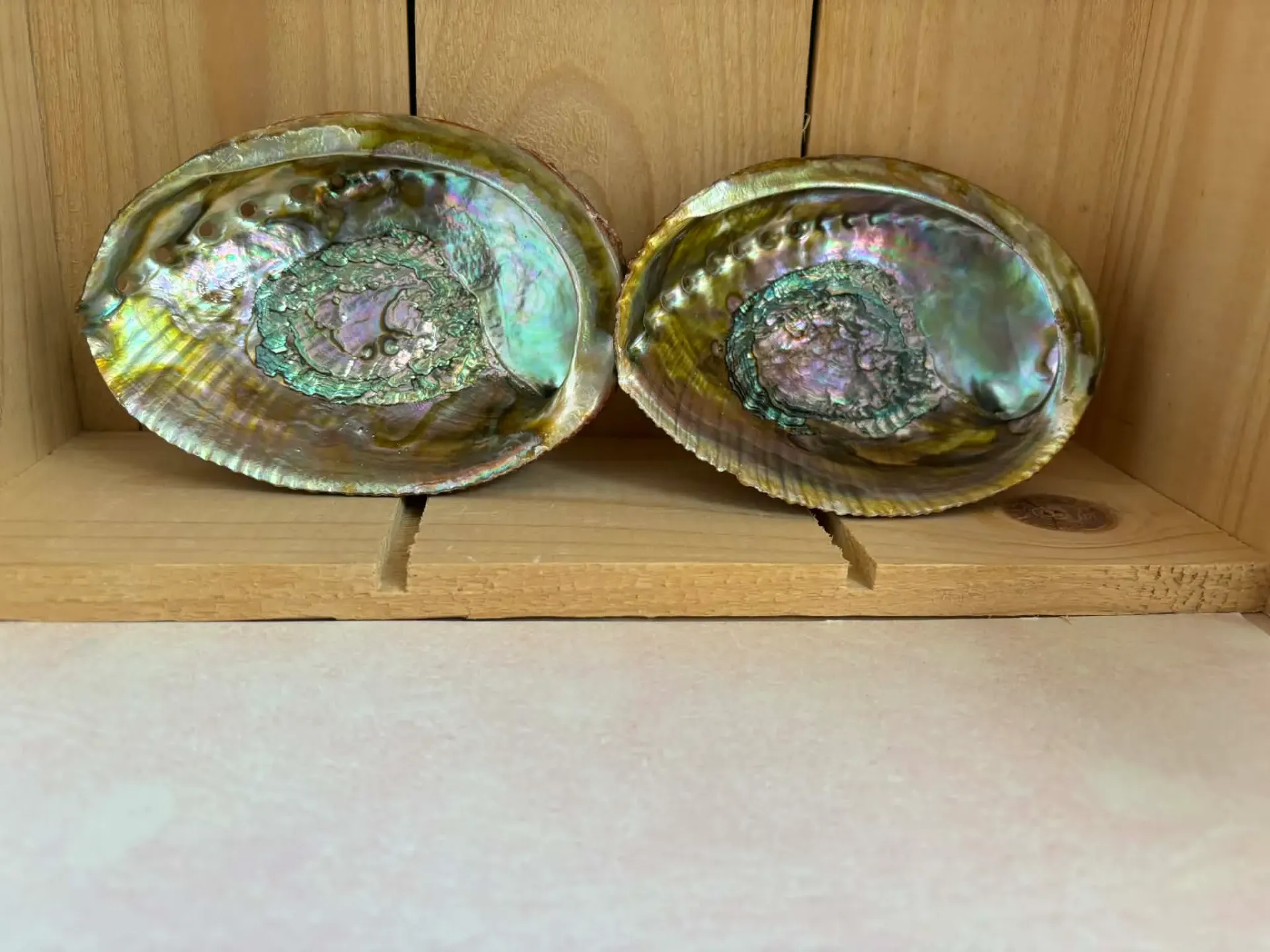 Abalone S