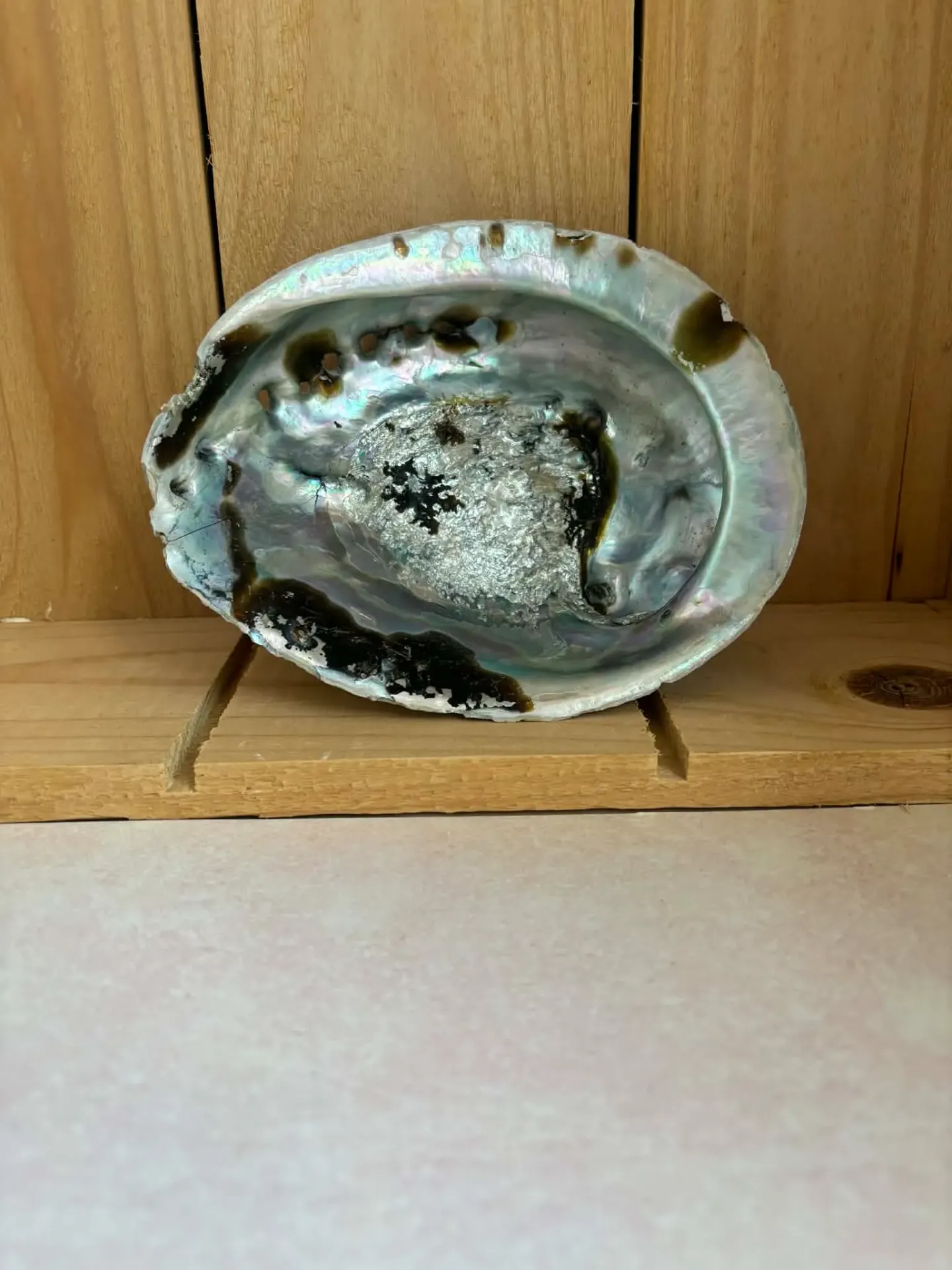 Abalone M