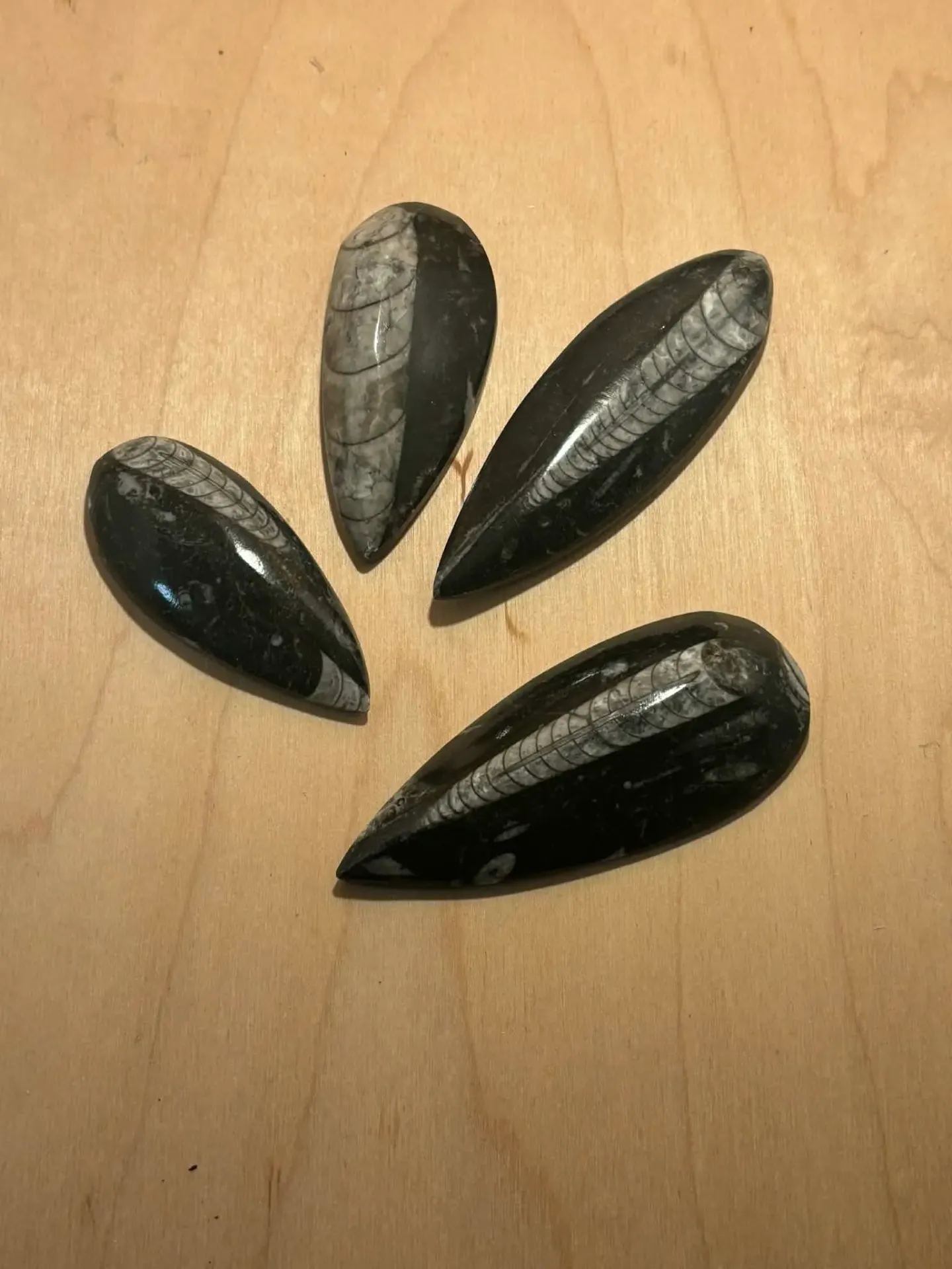 Orthoceras