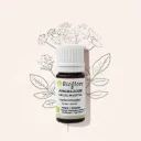 Huile essentielle d'Angélique bio