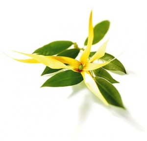 ylangylang